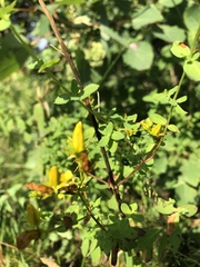Hypericum perforatum