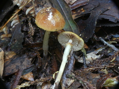 Protostropharia