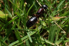 Camponotus novaeboracensis