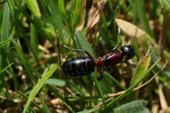 Camponotus novaeboracensis