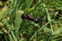 Camponotus novaeboracensis