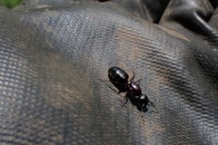 Camponotus novaeboracensis