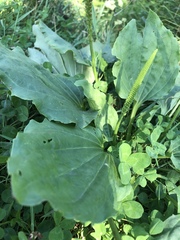 Plantago major