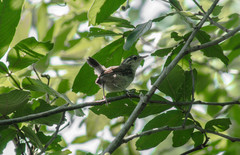 Uropsila leucogastra