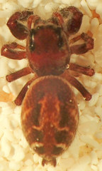 Metaphidippus manni