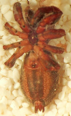 Metaphidippus manni
