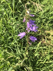 Campanula rapunculoides