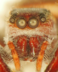 Metaphidippus manni