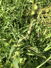 Campanula rapunculoides