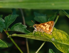Polites peckius