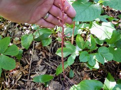 Corallorhiza maculata maculata