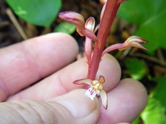 Corallorhiza maculata maculata