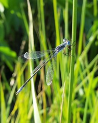 Lestes unguiculatus