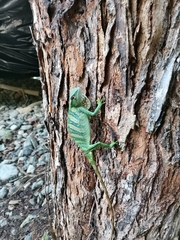 Polychrus gutturosus