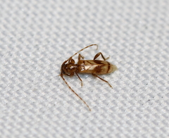 Obrium maculatum