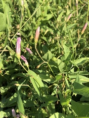 Convolvulus arvensis