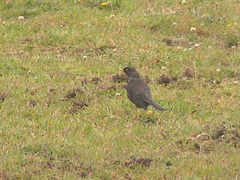 Turdus nigrescens