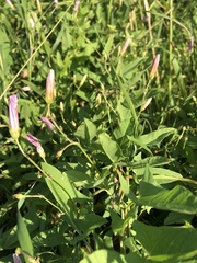 Convolvulus arvensis