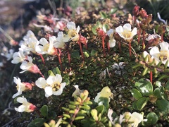 Diapensia