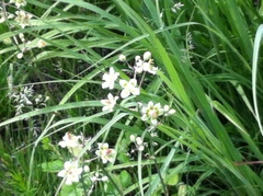 Anticlea elegans glauca