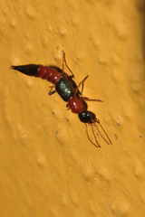 Paederus mexicanus