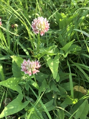 Trifolium hybridum