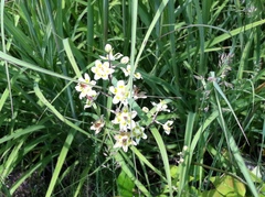 Anticlea elegans glauca