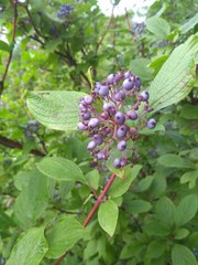 Cornus alba