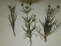 Plantago indica