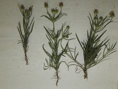 Plantago indica