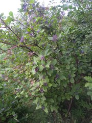 Cornus alba