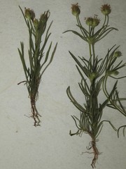 Plantago indica