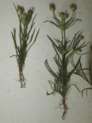 Plantago indica