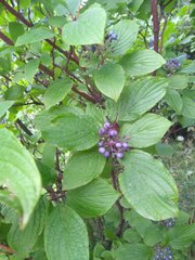 Cornus alba
