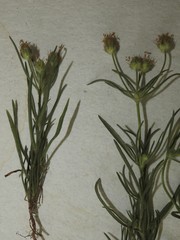 Plantago indica