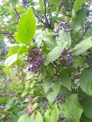 Cornus alba