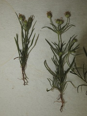 Plantago indica