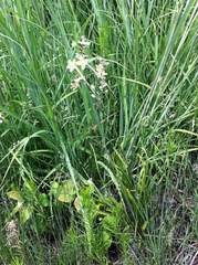 Anticlea elegans glauca