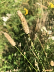 Phleum pratense