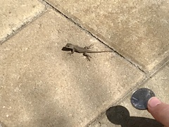 Sceloporus occidentalis