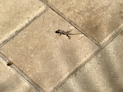 Sceloporus occidentalis