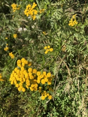 Tanacetum vulgare