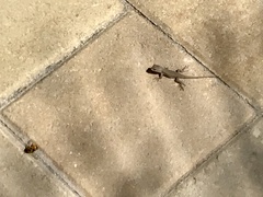 Sceloporus occidentalis