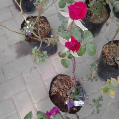 Rosa