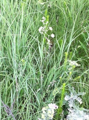 Anticlea elegans glauca