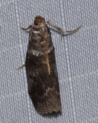Sciota subfuscella