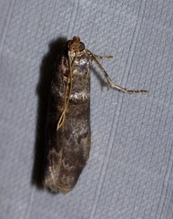 Sciota subfuscella