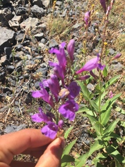 Penstemon venustus