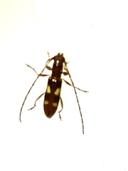 Heterachthes quadrimaculatus