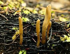 Microglossum olivaceum